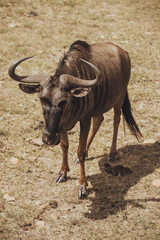 A horned animal is grazing in a meadow in Africa
