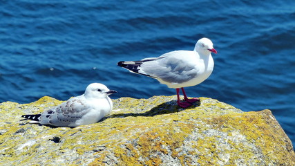 Möwen am tiefblauen Meer