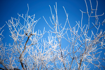 Snowy trees on a frosty winter morning
