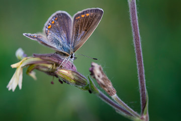 butterfly on a flower