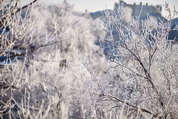 frost on branches