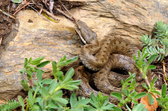 Aspisviper (Vipera aspis), Montseny, Spanien - Asp viper (Vipera aspis) from Montseny Massif in Spain