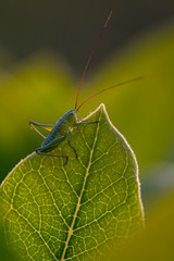 grasshopper on a leaf