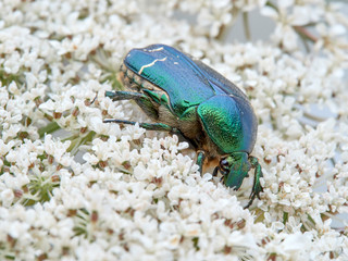 Metallic green beetle, chefer roses. Cetonia aurata.