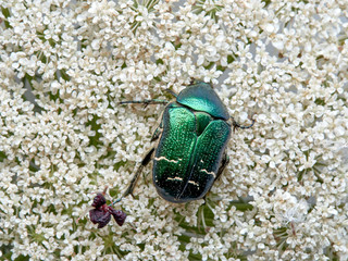 Metallic green beetle, chefer roses. Cetonia aurata.