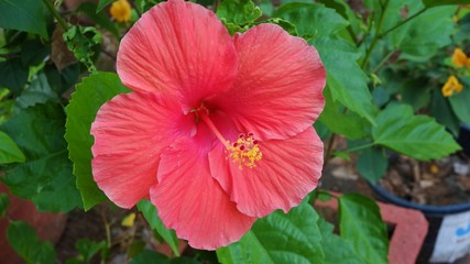 Obraz premium big red hibiscus flower flower in garden ,close up
