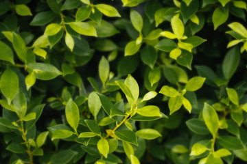 Fototapeta na wymiar Selective focus. Fresh green leaf on blurred greenery background. / Natural green leaves bokeh. 