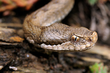 Aspisviper (Vipera aspis zinnikeri), Montseny, Spanien - Asp viper (Vipera aspis zinnikeri) from...
