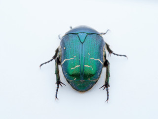 Metallic green beetle, chefer roses. Cetonia aurata.