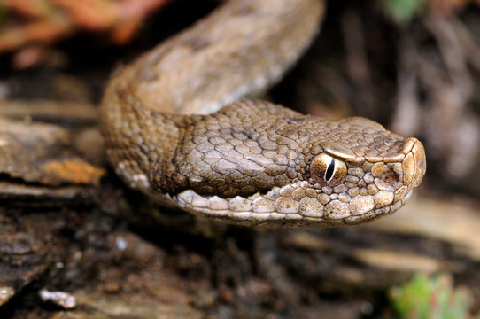 Aspisviper (Vipera aspis zinnikeri), Montseny, Spanien - Asp viper (Vipera aspis zinnikeri) from Montseny Massif in Spain