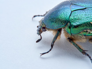 Metallic green beetle, chefer roses. Cetonia aurata.