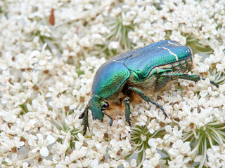 Metallic green beetle, chefer roses. Cetonia aurata.