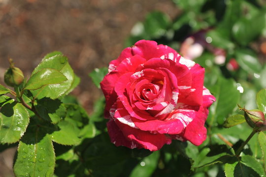 A blossoming rose in the garden in the summer. Romantic flower.