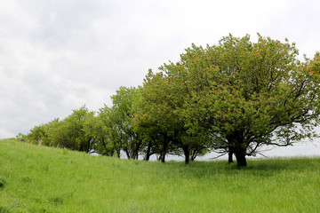green trees on meadow