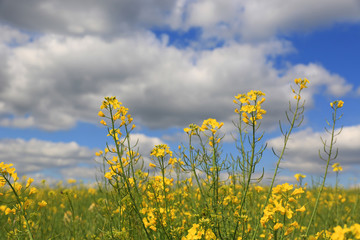 Fototapeta premium yellow rape on agriculture field
