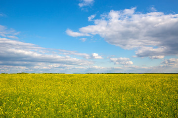 Obraz premium yellow rape field