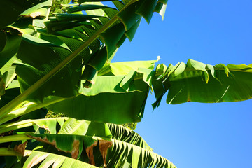 banana plant leaves