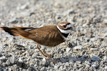 Killdeer bird