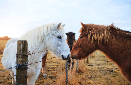 Horses Touching Noses Over Fence