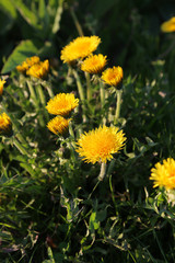 Bright yellow dandelions blooming in spring