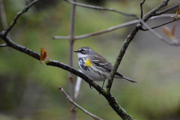 Yellow rumped Warbler