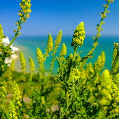 Flowers captured during my daily walk