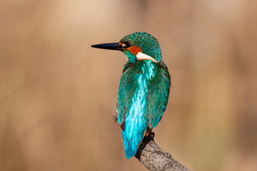 Common Kingfisher (Alcedo atthis) perching on a branch.