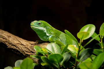 green iguana
