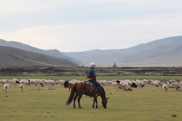 Mongolian man: shepherd on horse in national folk clothing. Herd of horses in steppes of Mongolia near Ulaanbaatar city. Mongolia nature, animal husbandry