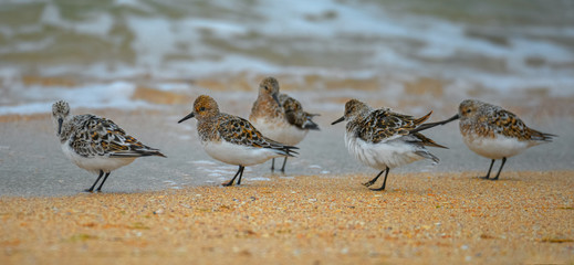 Sandpipers walk along the seashore on a sandy beach. Birdwatching, sandpipers, waders, wild nature, migratory birds.