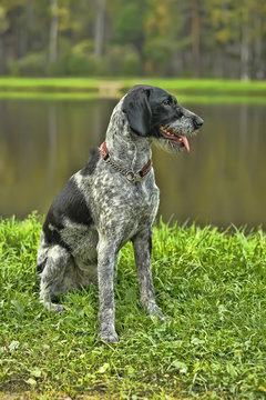 english wirehaired pointer