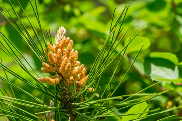Naklejka na ściany i meble Pitsunda pine Pinus brutia pityusa in bloom. Close-up of bud pollination pinecone on pinus branches. Sunny day in spring garden. Nature concept for design. Selective focus