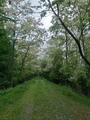country road trough the woods. footpath in spring season