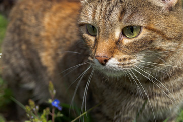 a domestic red cat walks on the grass.