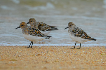 Sandpipers walk along the seashore on a sandy beach. Birdwatching, sandpipers, waders, wild nature, migratory birds.