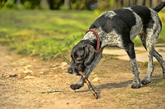 German wirehaired pointer in summer
