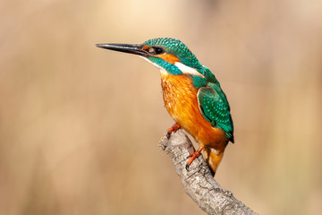 Common Kingfisher (Alcedo atthis) perching on a branch.