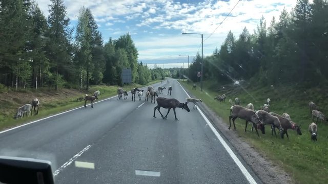 A herd of reindeer crossing a country road in Laponia, Finland - wide