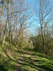 country road trough the woods. footpath in spring season