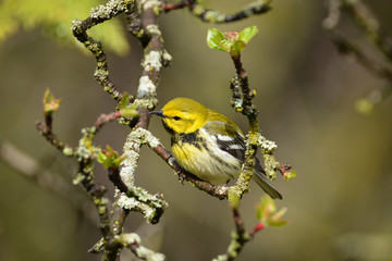 Black throated green warbler