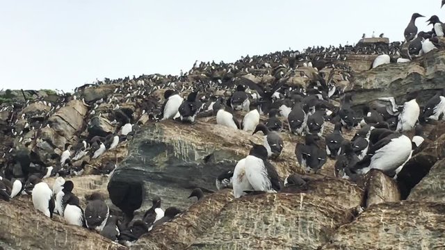 Flocks Of Razorbills And Common Murre Perching And Flying On The Rocky Cliff - panning shot