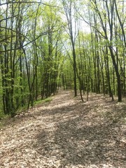 country road trough the woods. footpath in spring season