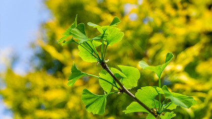 Ginkgo tree (Ginkgo biloba) or gingko with brightly green new leaves against background of blurry yellow foliage. Selective close-up. Fresh wallpaper nature concept. Place for your text