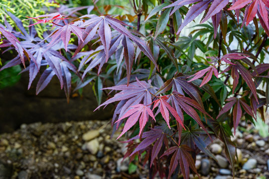 Japanese maple Acer palmatum Atropurpureum on shore of beautiful garden pond. Young red leaves against blurred green plants  background. Spring landscape, fresh wallpaper, nature background concept