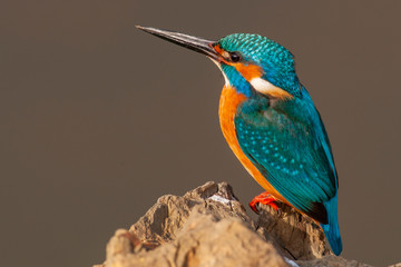 Common Kingfisher (Alcedo atthis) is also in the natural habitat.