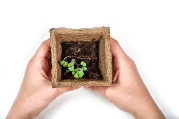 A child is holding a peat pot with a green plant. White background, top view, space for text. Ecological concept