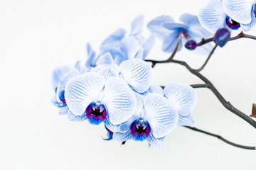 Beautiful colored Phalaenopsis orchid flowers.