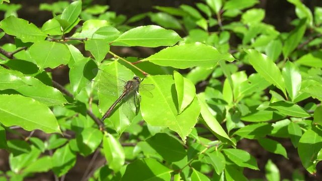 Firefly flies away from a green leaf frightened away by mountain bikers on the background in slow motion