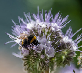 Insect in macro with flower
Insecte en macro sur une fleur