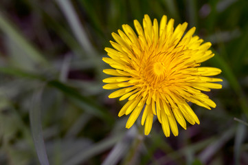 blooming dandelion on a blurry background.